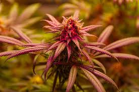 Finding the Best Cannabis Seeds in Maine