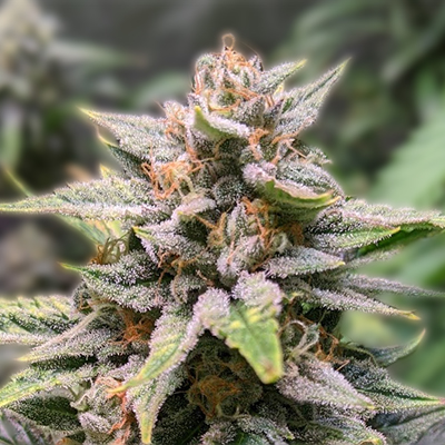 Finding the Best Cannabis Seeds in Maine
